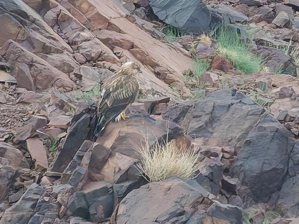 <h3><a href="/trips/marokko/biota/animalia/chordata/aves/017 accipitriformes/004 accipitridae/buteo rufinus/buteo rufinus-nl.html">Buteo&nbsp;rufinus</a> / Long‑legged&nbsp;buzzard / Arendbuizerd</h3>OM-1 Mark II met OLYMPUS M.150-400mm F4.5 TC, 1/1600 sec  bij F5.6, ISO 10000, afstand 237&nbsp;m